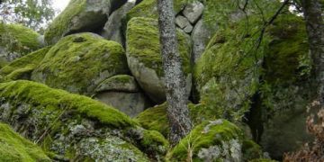 Con la llegada de la Navidad inicia campaña para la protección del musgo