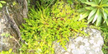 Campaña para erradicar comercialización del musgo