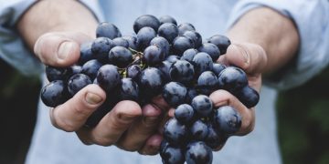 Las uvas del tiempo son una costosa tradición en Valera