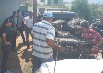 Autoridades decomisan cien gallinas vivas que eran llevadas de contrabando a Cúcuta