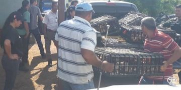 Autoridades decomisan cien gallinas vivas que eran llevadas de contrabando a Cúcuta