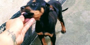 Buscan un hogar responsable: Perros en adopción en Valera