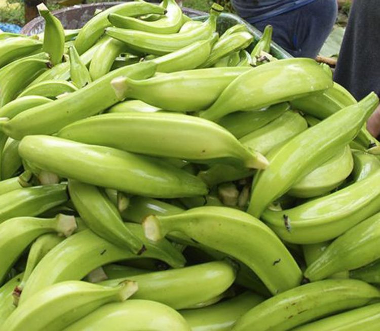 Hasta 500 bolívares piden los especuladores por un plátano.