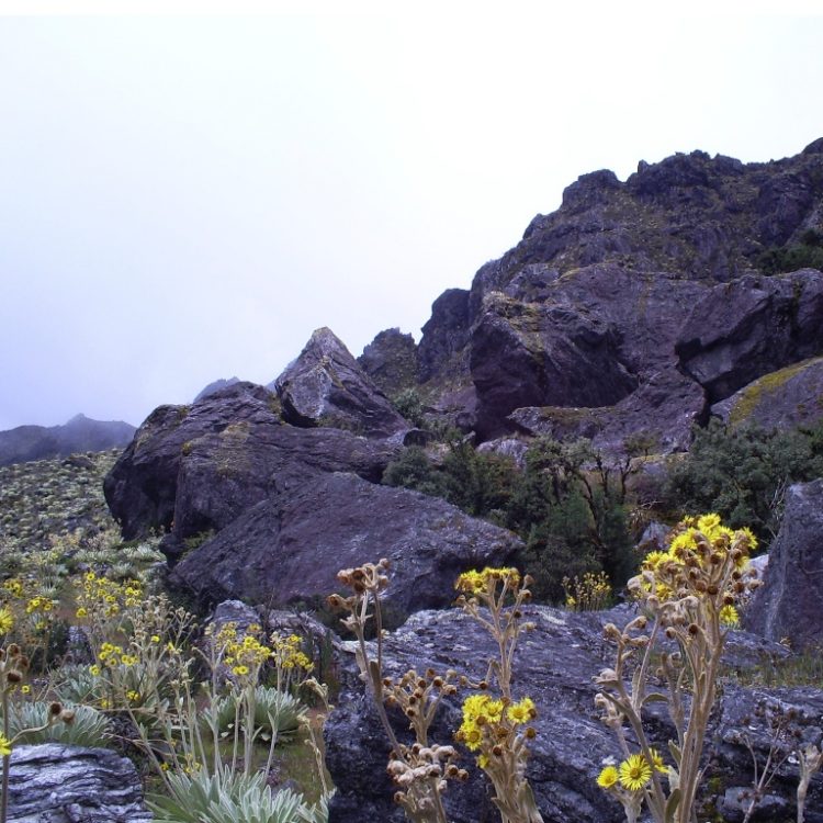 Manos criminales provocan incendios en parroquias foráneas