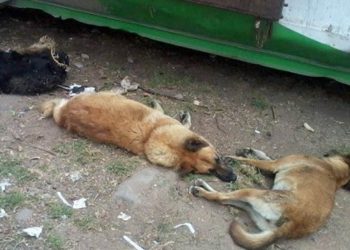Continúan apareciendo perros envenenados en Colón