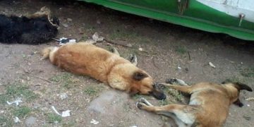 Continúan apareciendo perros envenenados en Colón