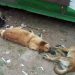 Continúan apareciendo perros envenenados en Colón