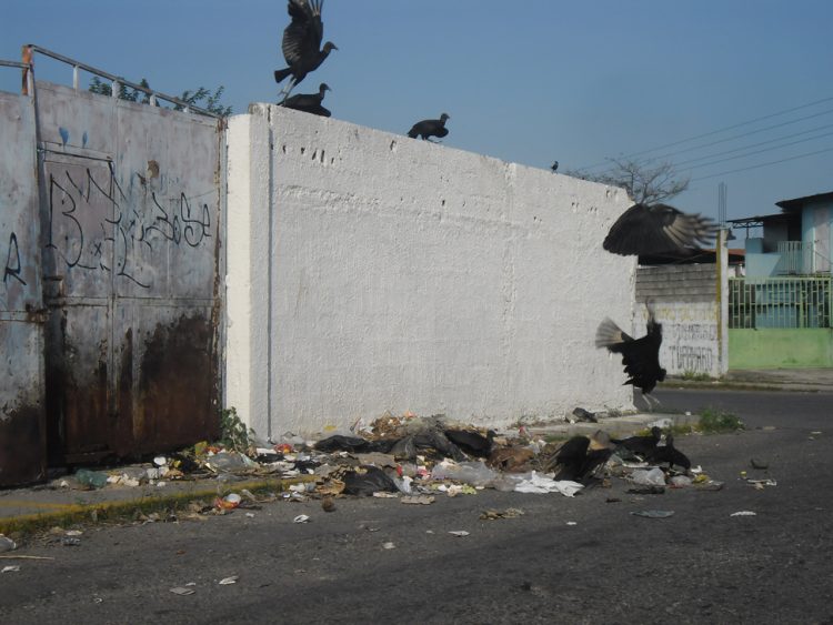 En Sabana de Mendoza es común ver en las calles  aves negras en busca de carroña