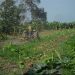Cincuenta y nueve años de la Ley de Reforma Agraria anulada por la Revolución