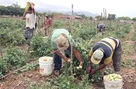 Por el Día del Campesino presentarán anteproyecto de Ley para el Desarrollo Agrícola