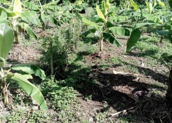 Banda del “Guasón» azota a agricultores en la zona baja
