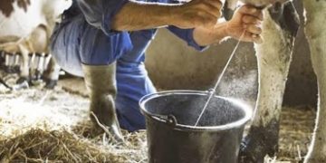 100 mil litros de leche se pierden en un día de apagón eléctrico en zona norte del Táchira