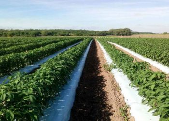 Productores agropecuarios de los estados andinos denuncian falta de insumos agrícolas