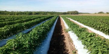 Productores agropecuarios de los estados andinos denuncian falta de insumos agrícolas