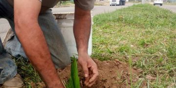 Alcalde de Ayacucho inicia plan para sembrar palmas en la ciudad