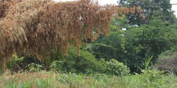 Pésimas comunicaciones telefónicas por falta de mantenimiento de las líneas