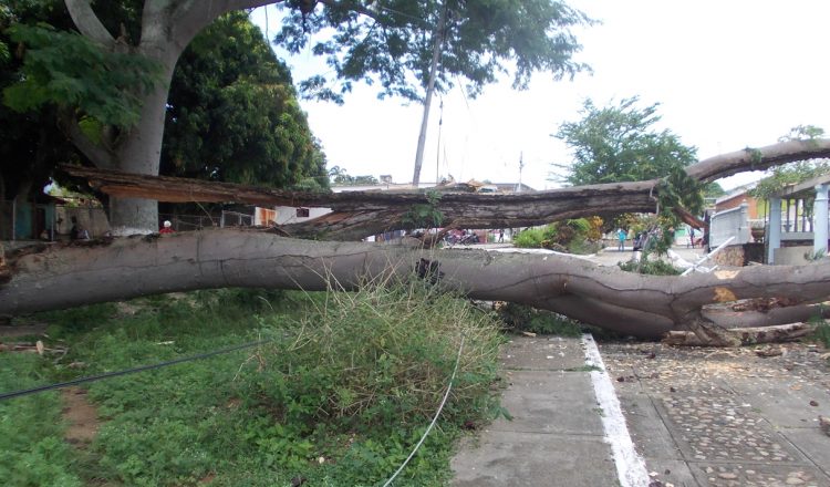 El árbol que se precipito a tierra ayer en la avenida 2 de Betijoque.