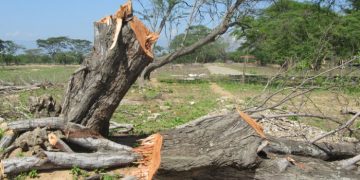 Escasez de gas doméstico incrementa tala indiscriminada