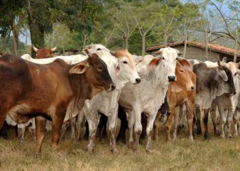 Advierten baja en la producción de carne por falta de créditos