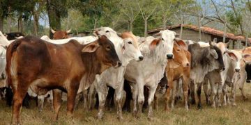 Advierten baja en la producción de carne por falta de créditos