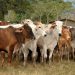 Advierten baja en la producción de carne por falta de créditos