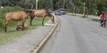 Caballos en la Av. José María Baptista