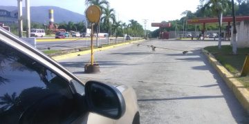 Conductores del transporte piden una solución a la gasolina