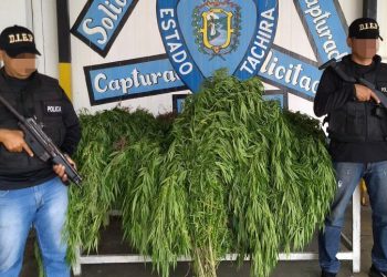 Buscan activamente a un hombre de 68 años por mantener cultivo de marihuana en La Laja