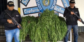 Buscan activamente a un hombre de 68 años por mantener cultivo de marihuana en La Laja