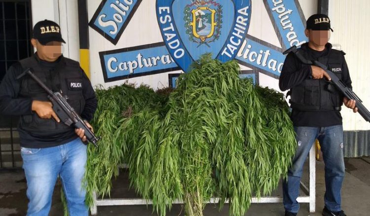 La plantación de marihuana fue  localizada en precios de La Laja, en el Municipio Independencia de Capacho y según el parte de las autoridades, se logró arrancar 614 plantas (Fotos: Prensa PoliTáchira)