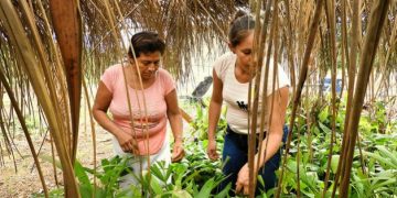 Amazonía boliviana: mujeres protegen el bosque y se empoderan