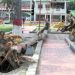 Plaza Bolívar de Motatan: “Corten esos árboles, es mejor prevenir que lamentar”