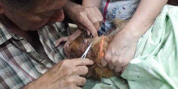 Desconocidos le cortaron el cuello y las orejas a un perro en Colón