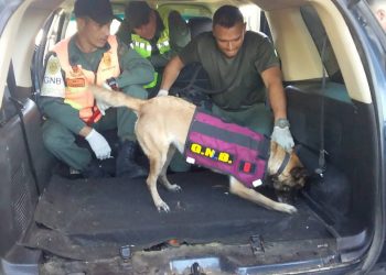 Continúan cayendo cargamentos de droga en Táchira