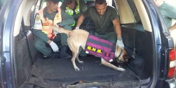 Continúan cayendo cargamentos de droga en Táchira