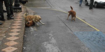 Perros comunitarios requieren mayor atención