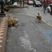 Perros comunitarios requieren mayor atención