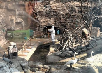 Corea del Sur sacrifica a 19 millones de aves tras un brote de gripe aviar