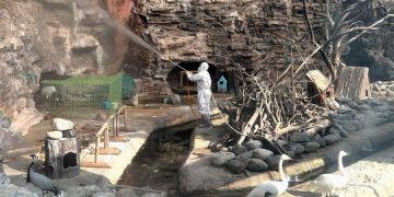 Corea del Sur sacrifica a 19 millones de aves tras un brote de gripe aviar