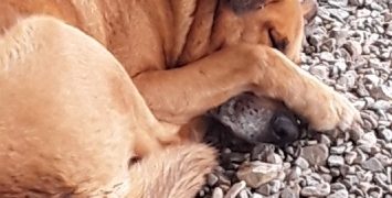 Por maltrato animal muere “Rosita” y Lázaro sobrevive atropellado y quemado