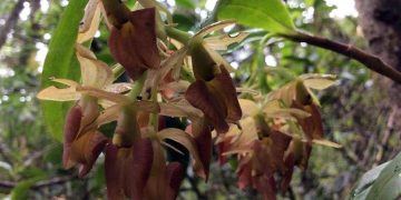 El «orquidiloco» que descubrió dos especies de orquídeas en Bogotá