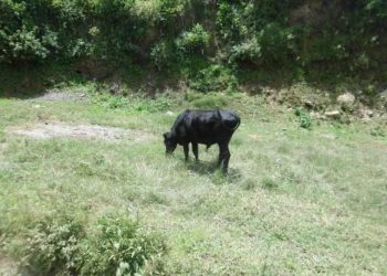 Reaparecen bandoleros en Niquitao de Boconó