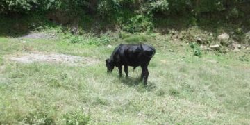 Reaparecen bandoleros en Niquitao de Boconó