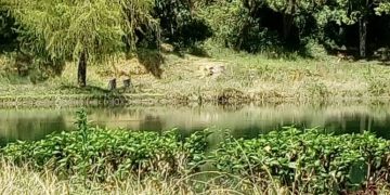 En abandono Laguna de Los Cedros y demás sitios turísticos de Boconó