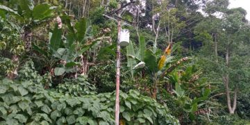 Comunidad de Monte Carmelo tiene más de dos meses sin electricidad