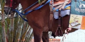 Cesan la búsqueda de Morichala la Bibliomula