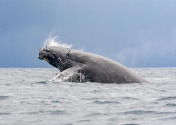 El retozar de las ballenas en la bahía de Samaná, un espectáculo natural