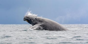 El retozar de las ballenas en la bahía de Samaná, un espectáculo natural