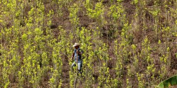 Líderes de sustitución de cultivos sufren más violencia desde el acuerdo de paz en Colombia