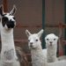 Científicos belgas logran un antiviral contra la covid procedente de las llamas